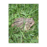 Toad in the Grass postcards