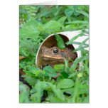 Toad in the Hole Cards