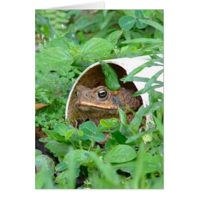 Toad in the Hole Cards by CHOLOEPUS