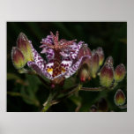 Toad Lily Print