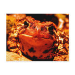 Toad postcards