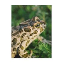 Toad Postcard