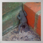 Toad Print