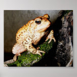 Toad posters