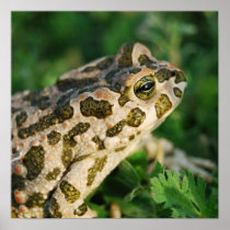 Toad  Poster