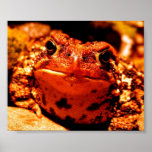 Toad posters