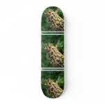Toad  Skateboard