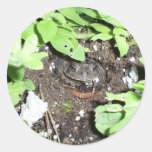 Toad Sticker
