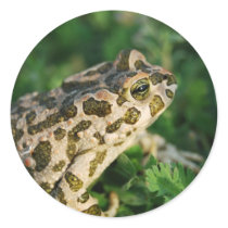 Toad  Stickers