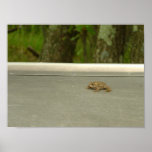 Toad Time posters