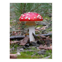Toadstool Mushroom Postcard
