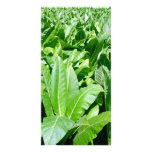 Tobacco field photo cards
