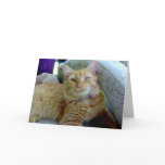 Toby the Cat Greeting Card