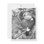 TOCO TOUCAN PHOTO BLACK AND WHITE invitations