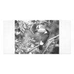 TOCO TOUCAN PHOTO BLACK AND WHITE photo cards