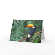 TOCO TOUCAN PHOTO FULL COLOR