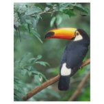 TOCO TOUCAN PHOTO FULL COLOR flyers