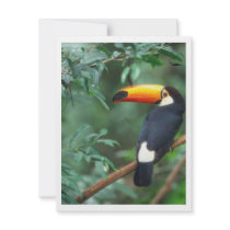 TOCO TOUCAN PHOTO FULL COLOR