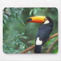 TOCO TOUCAN PHOTO FULL COLOR