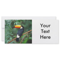 TOCO TOUCAN PHOTO FULL COLOR