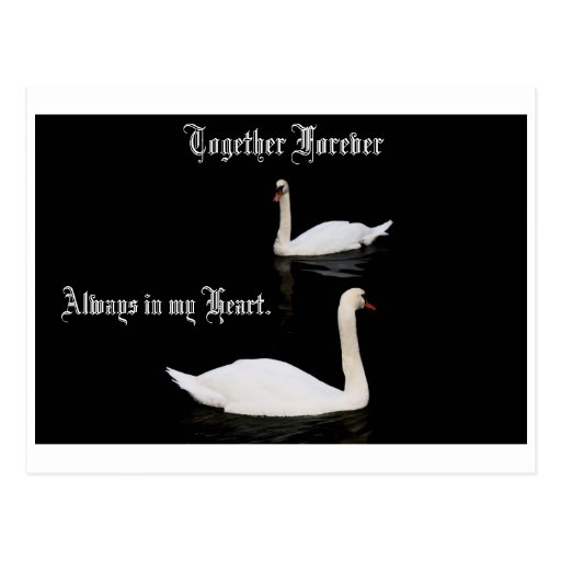 Together Forever Swans. Post Cards