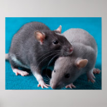 Together rats poster