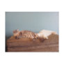 Togetherness Postcard