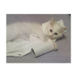 toilet paper fun post card