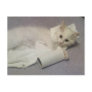 toilet paper fun post card