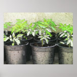 Tomato Seedlings In Nursery Pots Poster