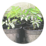 Tomato Seedlings In Nursery Pots Stickers