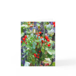 Tomatoes cards