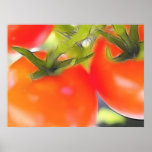Tomatoes Close Up Posters