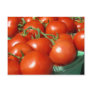 Tomatoes Post Card