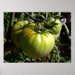 Tomatoes Posters