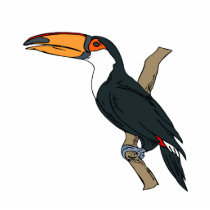 Tomino Toucan