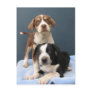 Tommy & Toby Post Card