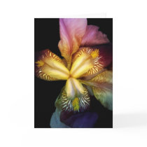 Toms Irises  Card