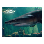 Toofy Li'l Grin Post Card
