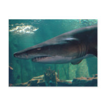 Toofy Li'l Grin Post Card