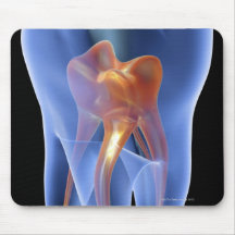 Tooth, transparent cross section of a molar mouse mats