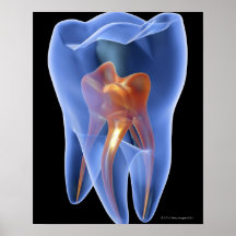 Tooth, Transparent Cross Section of a Molar Print