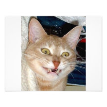 TOOTHY CAT ANNOUNCEMENTS