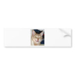 TOOTHY CAT BUMPER STICKER