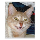 TOOTHY CAT flyers