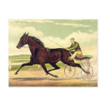 TOP Sulky Champ postcards