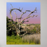 Topsail Island Beach Tree posters