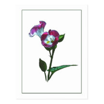 Torenia Botanica Photo-Sketch Postcard