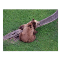 Torgauer Bär Postkarte