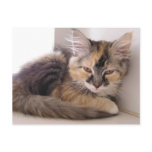 Tori postcards